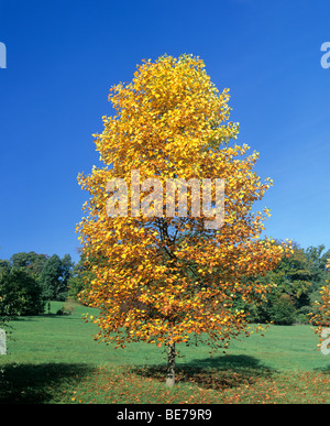 Giovane Acero (Acer) in autunno, fogliame autunnale, Germania, Europa Foto Stock