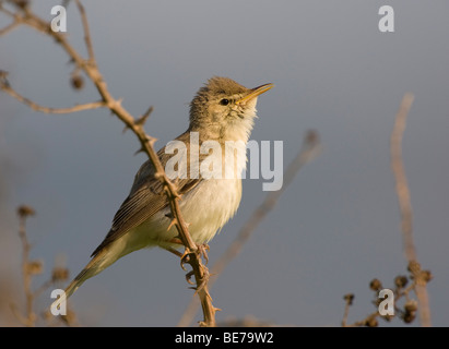 Eastern Olivaceous trillo (Hippolais pallida) Foto Stock