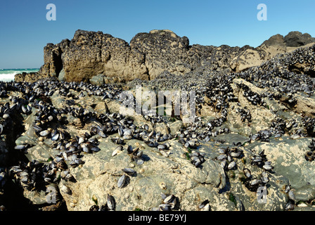 Le cozze si aggrappano alle rocce a bassa marea Foto Stock