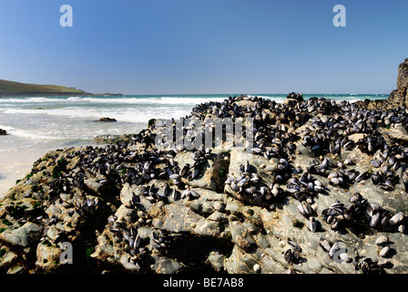 Le cozze si aggrappano alle rocce a bassa marea Foto Stock