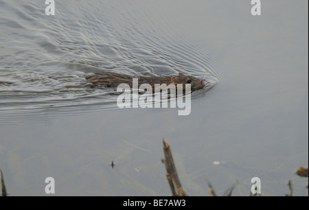 Ratto marrone nuotare lungo il lago di bordo laterale. Foto Stock