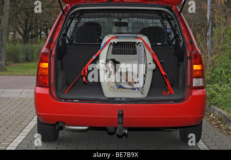 4 mesi pastore australiano, maschio, seduti in un cane cassa in zona di carico in auto Foto Stock