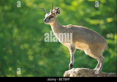 Klipspringer (Oreotragus oreotragus) Foto Stock