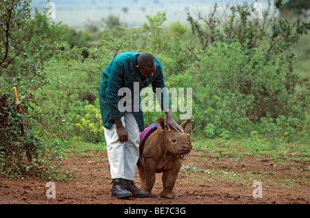 Giovani rinoceronte nero (Diceros simum) e custode, Sheldrick's l'Orfanotrofio degli Elefanti, un orfanotrofio per elefanti, gioco di Nairobi Foto Stock