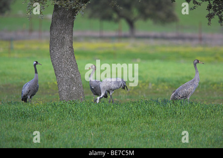 Gru comune grus grus alimentando in Dehesa prateria a Cabeza del Buey, in Spagna nel mese di febbraio. Foto Stock