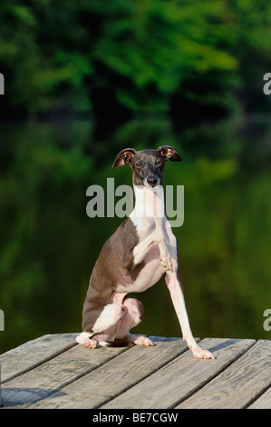 Levriero Italiano seduto sul Dock accanto al lago Foto Stock