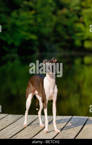 Levriero Italiano in piedi sul Dock accanto al lago Foto Stock