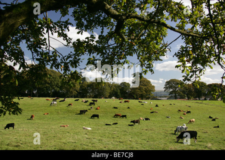 Area di Alderley, Inghilterra. Vista rurale di mucche al pascolo in un campo in East Cheshire vicino a Alderley Edge. Foto Stock