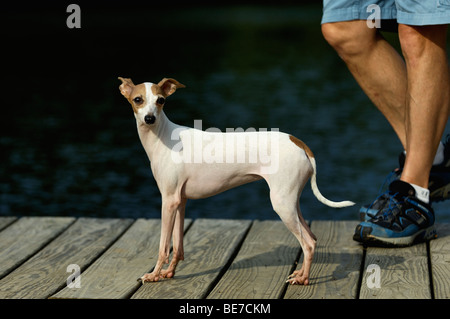 Levriero Italiano sul Dock accanto al lago con il proprietario Foto Stock