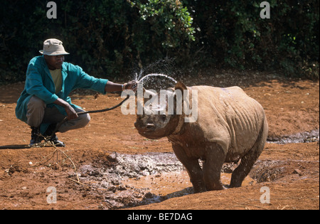 Giovani rinoceronte nero (Diceros simum) e custode, Sheldrick's l'Orfanotrofio degli Elefanti, un orfanotrofio per elefanti, gioco di Nairobi Foto Stock