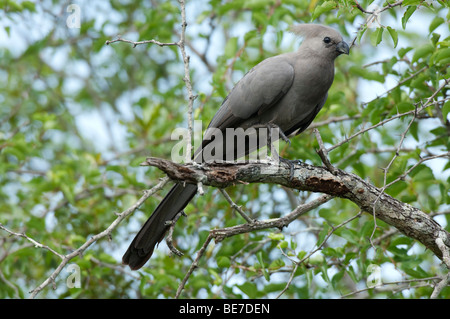 Grigio andare lontano bird (Corythaixoides concolor), MalaMala Game Reserve, maggiore parco nazionale Kruger, Sud Africa Foto Stock