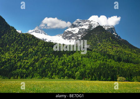 Loferer Steinberge massiccio, tarassaco prato, Salzburger Land Austria, Europa Foto Stock