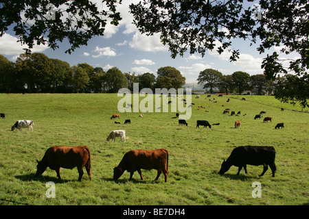 Area di Alderley, Inghilterra. Vista rurale di mucche al pascolo in un campo in East Cheshire vicino a Alderley Edge. Foto Stock