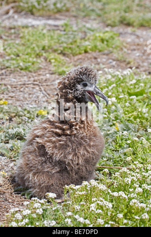 Il pulcino Laysan Albatross ansimando nel caldo sull'Atollo di Midway Foto Stock