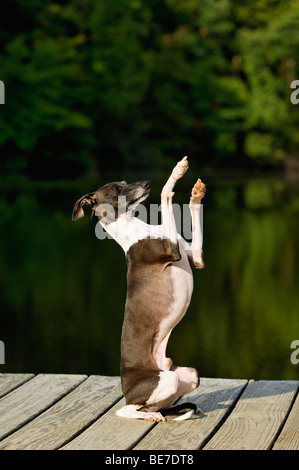 Levriero Italiano seduto e accattonaggio sul Dock accanto al lago Foto Stock