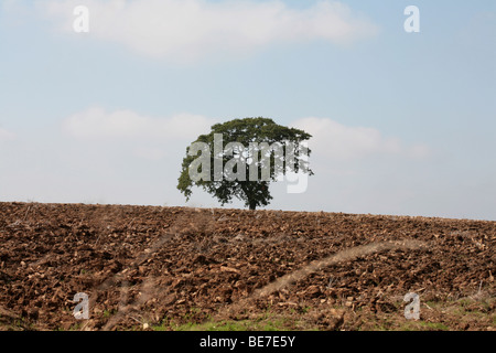 Albero di quercia in piedi in un campo arato Kirkby Moorside North Yorkshire, Inghilterra Foto Stock