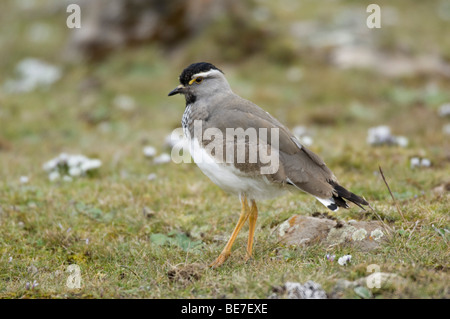 Spot-breasted pavoncella, Vanellus melanocephalus, Sanetti plateau, Bale Mountains National Park, Etiopia Foto Stock