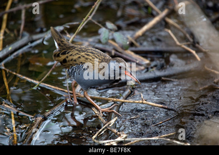 water rail; Rallus aquaticus Foto Stock