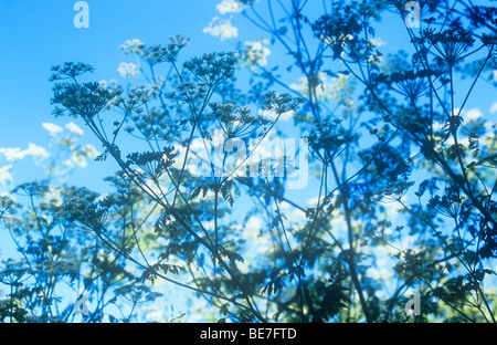 Gli steli e flowerheads bianco di Hemlock o Conium maculatum con teste di primo piano in ombra e stagliano quelle illuminate dal sole Foto Stock