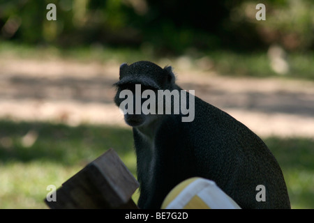 Sykes di scimmia (Cercopithecus albogularis), noto anche come il bianco-throated scimmia, Diani Beach Mombasa, in Kenya, Africa Foto Stock