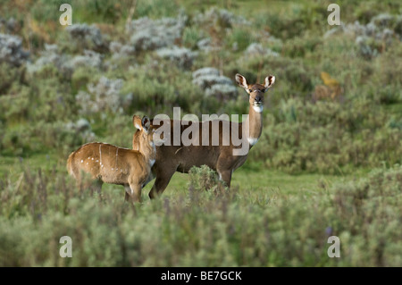 Montagna Nyala (Tragelaphus buxtoni), Bale Mountains National Park, Etiopia Foto Stock