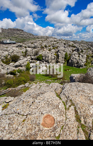 Ammonita fossile di theTorcal in Antequera, erosione lavorando su Jurassic calcari provincia di Malaga, Andalusia, Spagna Foto Stock