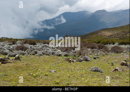 Afro-lande alpine a 4000m di altitudine, Sanetti plateau, Bale Mountains National Park, Etiopia Foto Stock