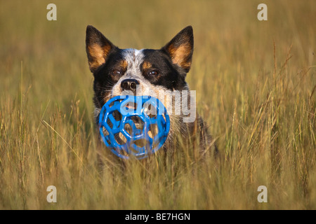 Miniature pinscher, il giocattolo in bocca Foto Stock