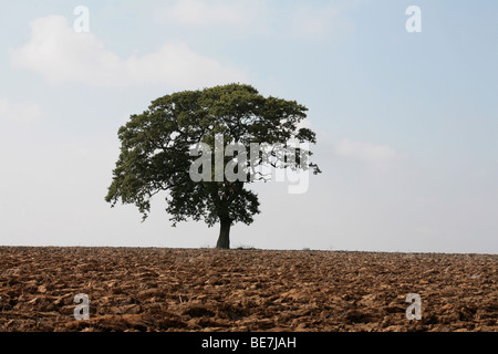 Albero di quercia in piedi in un campo arato Kirkby Moorside North Yorkshire, Inghilterra Foto Stock