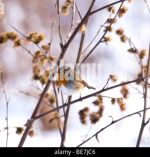 Robin (Erithacus rubecula) Sat su Teasels nella neve Foto Stock