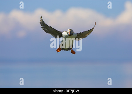Atlantic Puffin Fratercula arctica in volo portando il pesce in Northumberland, Regno Unito in giugno. Foto Stock