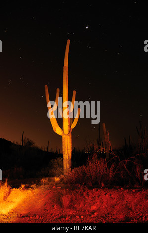 Cactus Saguaro (Carnegiea gigantea) nel Parco nazionale del Saguaro West di notte nel deserto Sonoran in Tucson, Arizona, Stati Uniti. Foto Stock