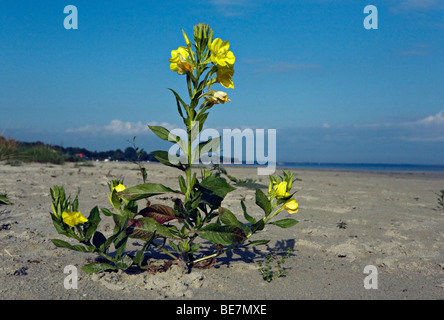 Oenothera biennis enotera o stella della sera fiore in close-up sulla spiaggia di Jurmala Lettonia Foto Stock