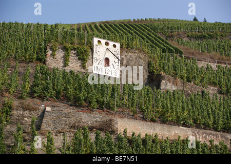 Zeltinger Sonnenuhr meridiana in Zeltingen vigneti, sul fiume Mosella, Germania Foto Stock