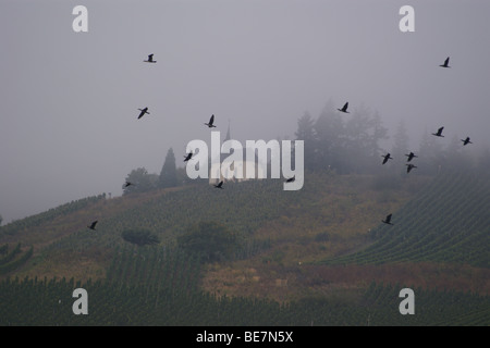 Cappella sopra il lupo vigneti vicino al Lupo, Traben Trarbach, Germania. Stormo di uccelli crows rooks storni Foto Stock