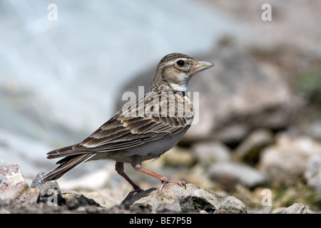 Calandra Lark (Melanocorypha calandra) appollaiate su rock Foto Stock