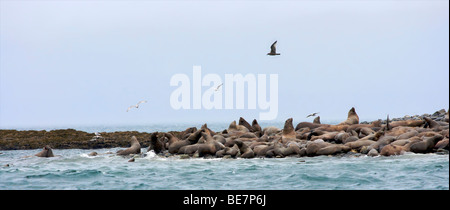 Steller leoni di mare e gabbiani Foto Stock