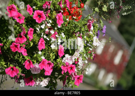 Città di Bollington, Inghilterra. Angolo di visualizzazione di appeso un cesto fiorito in Bollington's Palmerston Street. Foto Stock