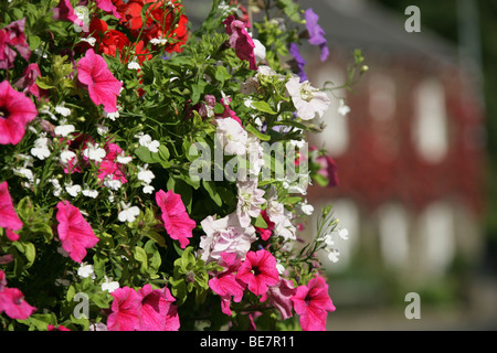 Città di Bollington, Inghilterra. Appendere cesto fiorito in Bollington's Palmerston Street. Foto Stock