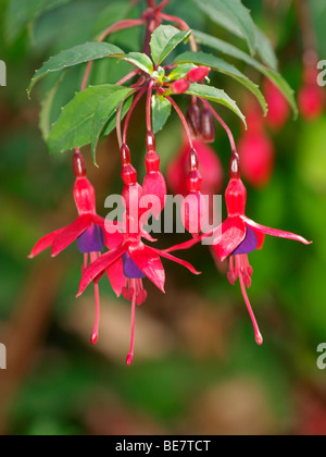 Fuchsia Magellanica Foto Stock