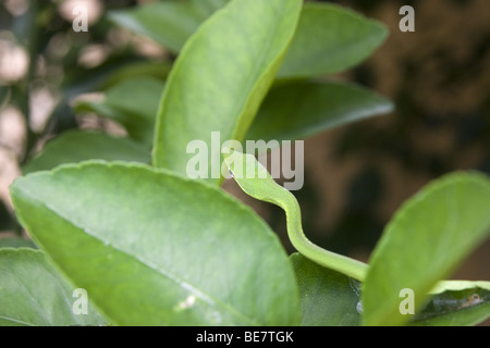Oxibelis pharomachrus, il verde serpente di vite su un tiglio. Repubblica di Panama, America Centrale Foto Stock