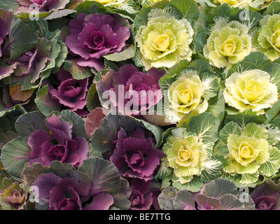 Brassica oleracea var. acephala colorato cavoli decorativi per la coltivazione in un letto di fiori per la vendita in un centro giardino Foto Stock