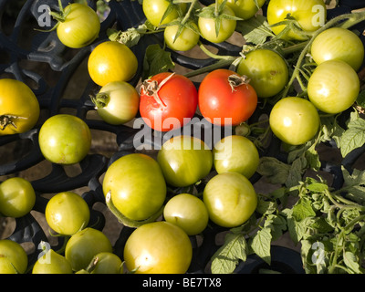 Pomodori su un tavolo da giardino due mature resto iniziano a maturare Foto Stock