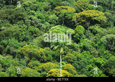 Foresta di Tijuca nel centro di Rio de Janeiro, Brasile Foto Stock