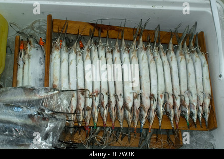 Esca pesci utilizzati per blue marlin pesca, Vitoria, Espirito Santo, Brasile Foto Stock