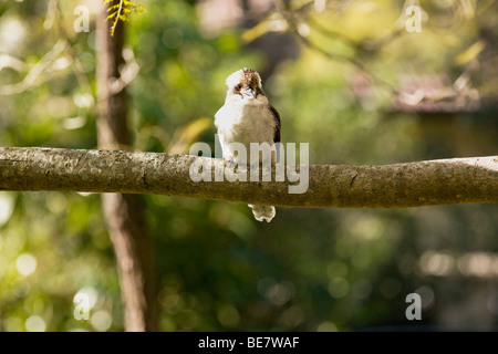 Kookaburra Palm Beach New South Wales AUSTRALIA Foto Stock