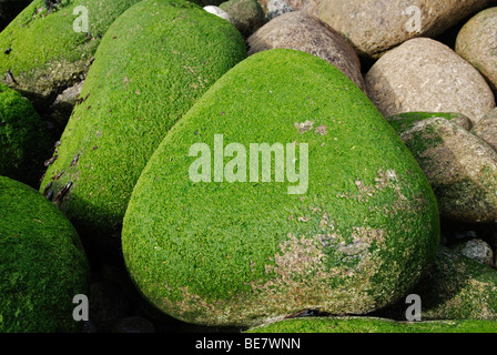 In prossimità delle rocce costiere coperte di muschio di mare, prese a LAMORNA COVE in Cornovaglia,u k Foto Stock