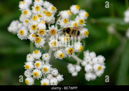 Il miele delle api sul bianco e giallo dei fiori di perla Aster perenne sotto la pioggia Foto Stock