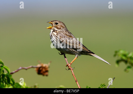 Corn Bunting (Miliaria calandra) appollaiato su un ramo, cinguettio Foto Stock