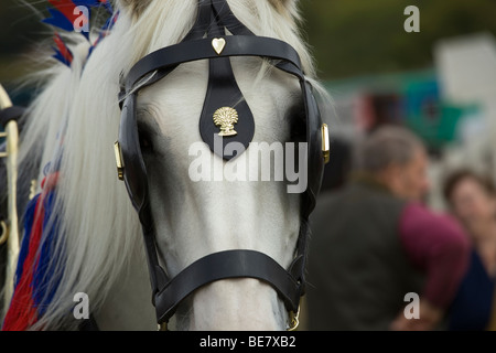 Immagine ravvicinata di un grigio shire cavallo Foto Stock